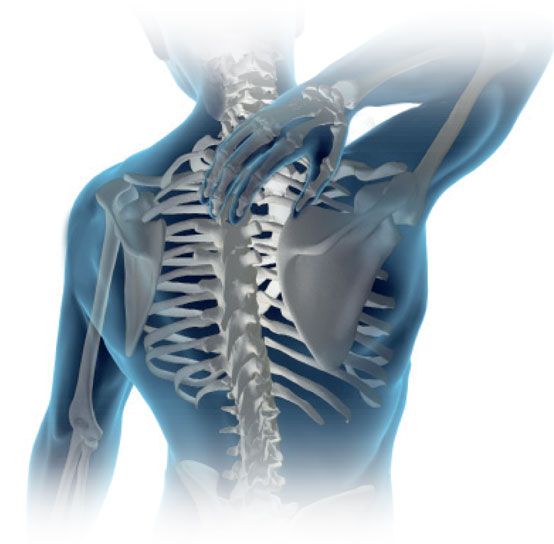 Human skeleton used in physiotherapy